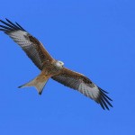The famous red kite