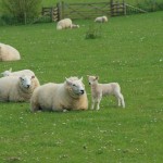 Spring lambs!